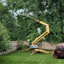 How Our Tree Care Process Works  in Watertown, WI